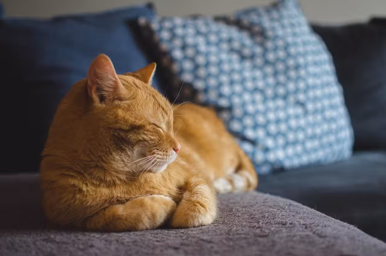 Katzen-Quiz: Miau! Entdecke die Samtpfoten