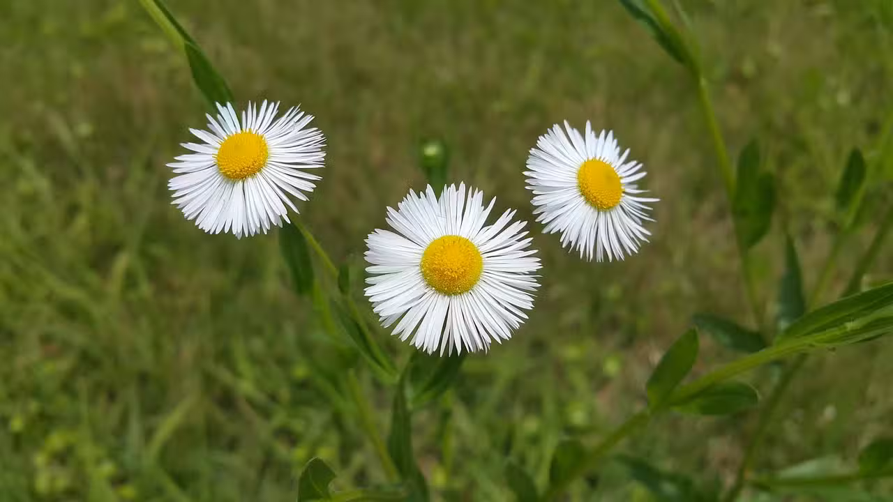 Erste Damen: Mutige Frauen, große Geschichten