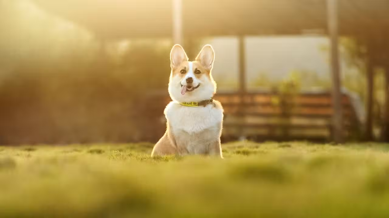 ¡Aventuras con Perritos!