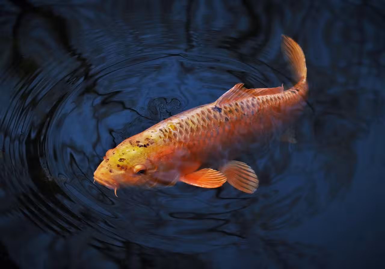 ¡Aventuras bajo el agua: Trivia de Peces!