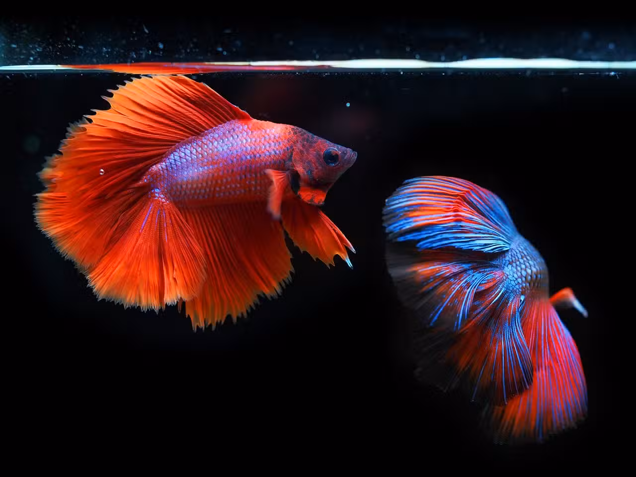 Plongée dans l’univers des poissons