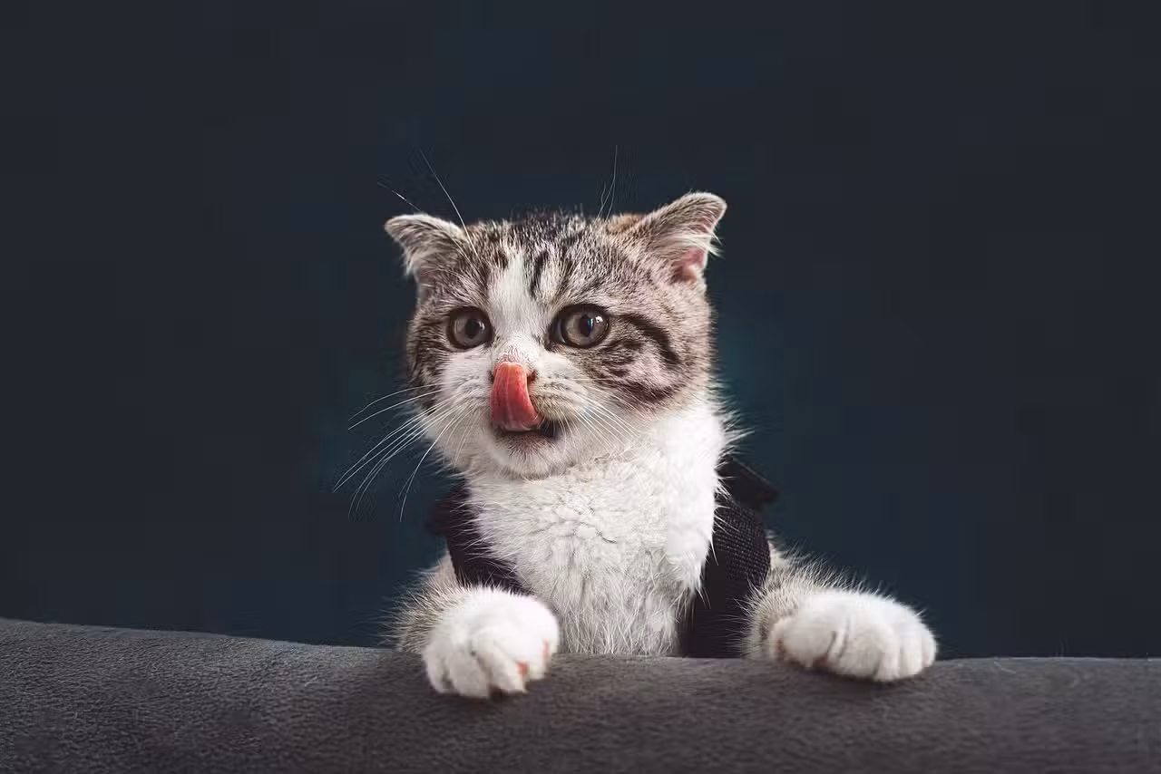 Purr-fect Cat Quiz for Kids: Fun Facts & Furry Friends