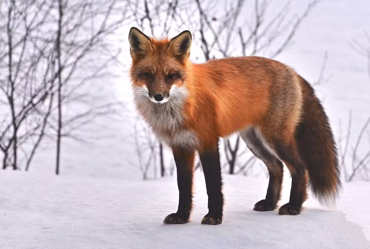 Safari Quiz : Qui connaît vraiment les animaux ?