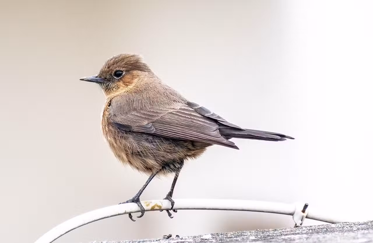 ¿Qué tanto sabes de las aves? ¡Descúbrelo!