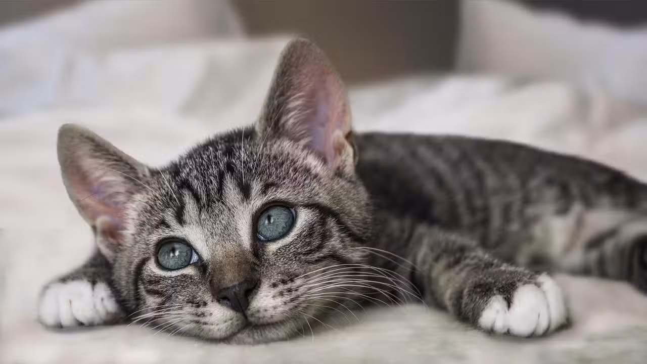 Purr-fect Knowledge: A Fun Cat Trivia Quiz