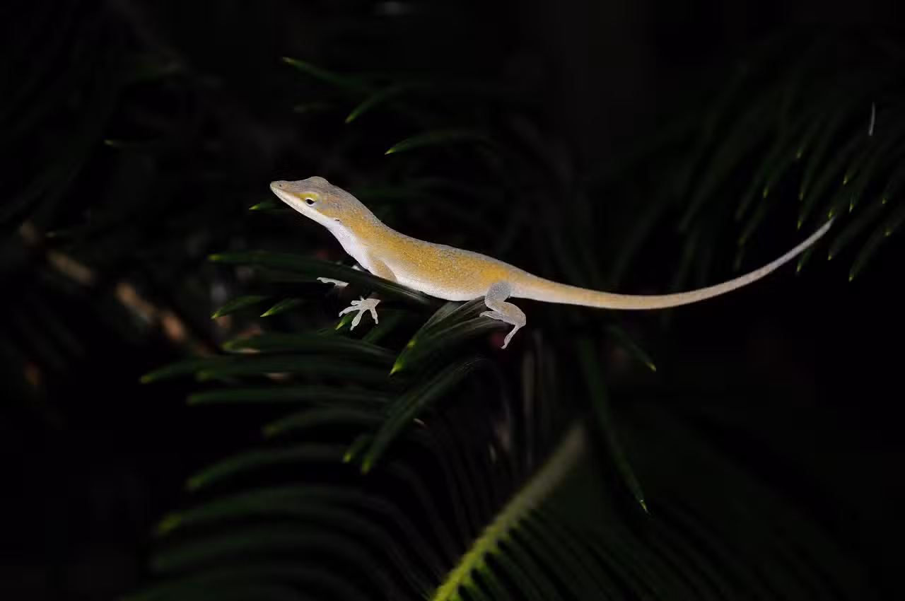 Aventures de reptiles pour petits explorateurs