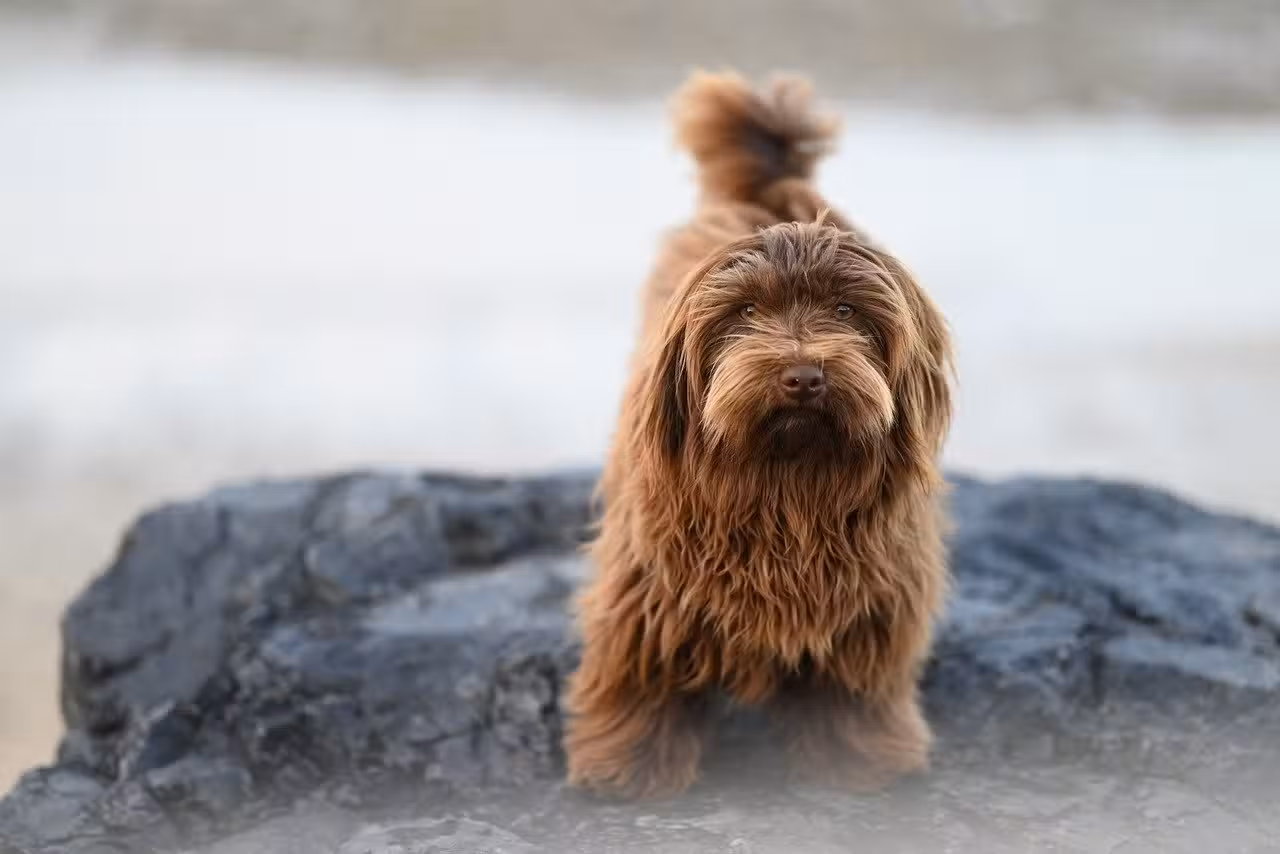 Wau! Hunde-Quiz für clevere Kids