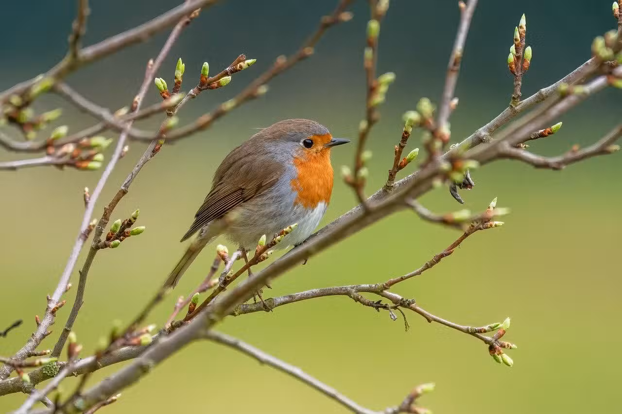 Super Quiz des Oiseaux !