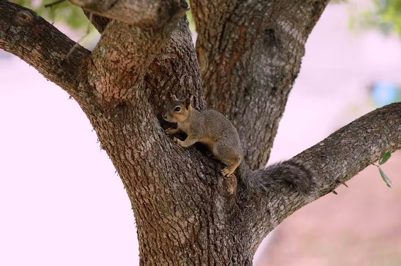Fauna en acción: ¿Qué tanto sabes sobre animales?