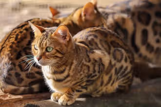 Кошки: весёлый квиз для маленьких любителей