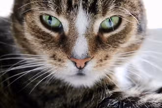 Кошачьи тайны: викторина для любопытных 12+